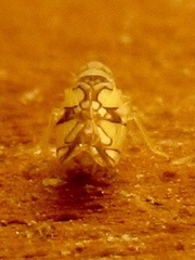 Protalebrella conica