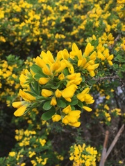Genista