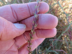 Salsola collina