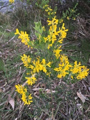 Genista
