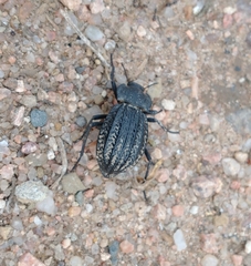 Philolithus sordidus