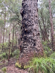 Eucalyptus jacksonii