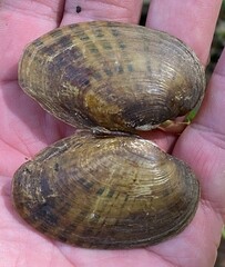 Cambarunio taeniatus
