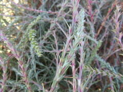 Salsola collina