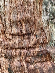 Eucalyptus jacksonii