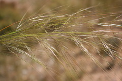 Aristida diffusa