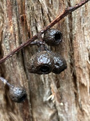 Eucalyptus jacksonii