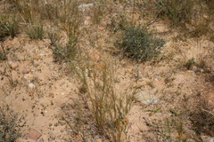 Aristida diffusa