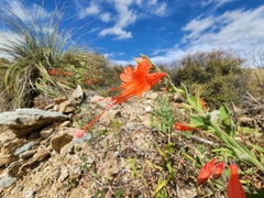 Epilobium canum