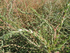 Salsola collina