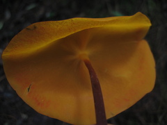 Hymenogloea papyracea