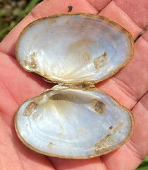 Cambarunio taeniatus