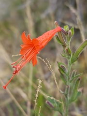 Epilobium canum