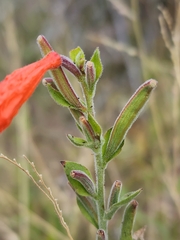 Epilobium canum