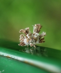 Ricaniidae
