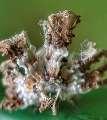 Ricaniidae