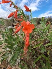 Epilobium canum