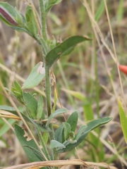Epilobium canum
