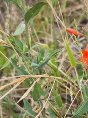 Epilobium canum