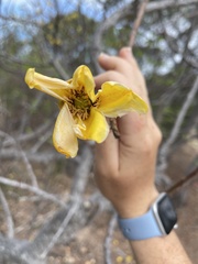 Cochlospermum gillivraei