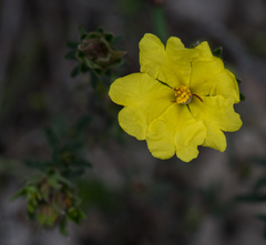 Hibbertia sericea