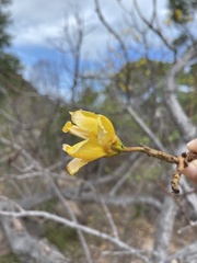 Cochlospermum gillivraei