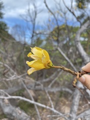 Cochlospermum gillivraei