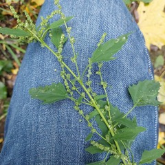 Chenopodium ucrainicum