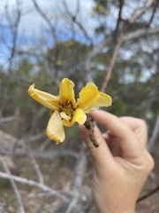 Cochlospermum gillivraei