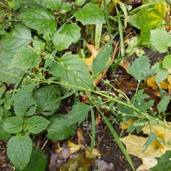 Chenopodium ucrainicum