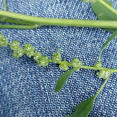 Chenopodium ucrainicum