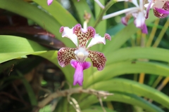 Vanda tricolor