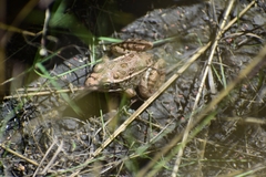 Lithobates yavapaiensis