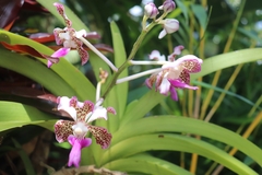 Vanda tricolor