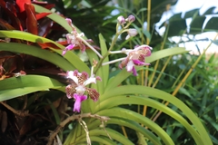 Vanda tricolor