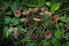 Collybiopsis villosipes
