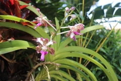 Vanda tricolor