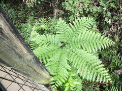 Pteris tripartita