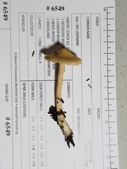 Inocybe sindonia