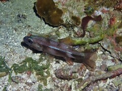 Nectamia