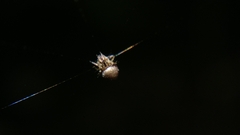 Cyclosa