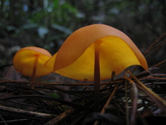 Hymenogloea papyracea