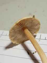 Inocybe sindonia