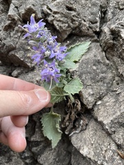 Campanula elatinoides