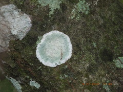 Cryptothecia striata