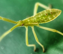 Homoeocerus graminis