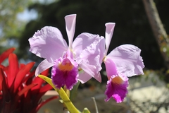 Cattleya trianae