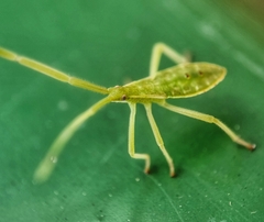 Homoeocerus graminis