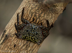 Aratus pisonii