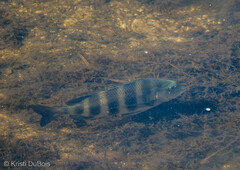 Archosargus probatocephalus